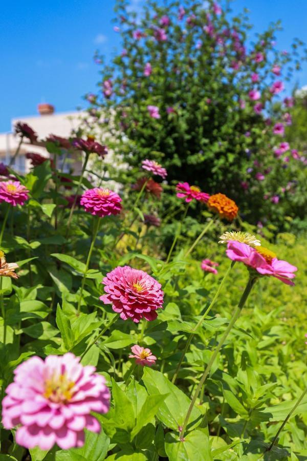 Apartment Garden M&M ดูบรอฟนิก ภายนอก รูปภาพ